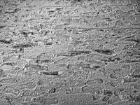 footprints on snow