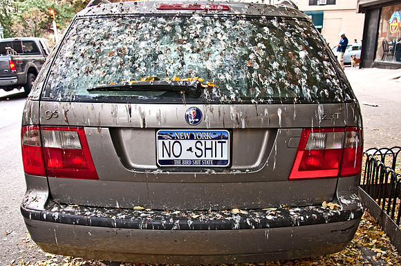shitbird copy