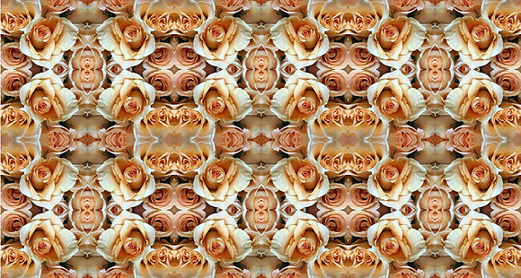 roses orange